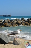 venice beach